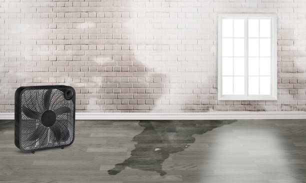 Best Flood restoration services  in Lake Shastina, CA
